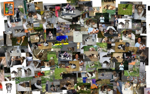 Creation of i and my dogs: Step 1